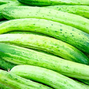 야채삼촌 국내산 백오이 백다다기, 1개, 5kg