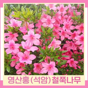 왜철쭉나무 묘목 영산홍 석암 키30cm 5개