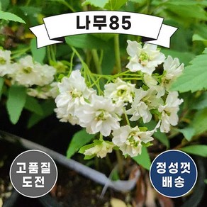 (나무85) 소주조팝 5치 포트, 1개