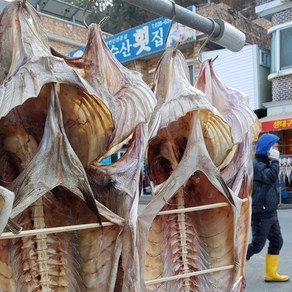 건담농수산 거제 외포항 반건조 건대구 손질대구 특대, 건대구[70~80cm], 완전토막손질, 1개