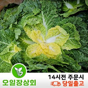 < 오일장농산 >국내산 봄동 배추 1kg 2kg 5kg 8kg내외, 8kg, 1개, 8kg내외(1박스)