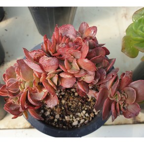 [수암다육] 빅레드 철화 랜덤발송 Echeveria 'Big Red' f. cristata 랜덤발송 다육 다육이 다육식물 380