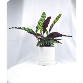 서비내 칼라데아 인시그니스 Calathea insignis 플랜테리어 공기정화식물