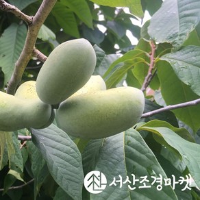 포포나무 묘목 5치장포트(실생) 나무 서산조경마켓, 1개