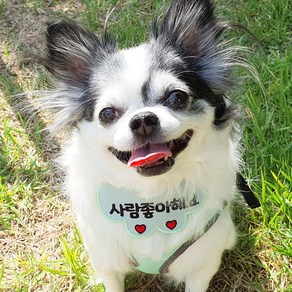 원하는문구 주문제작 강아지 고양이 시바견 스카프 메시지택 네이밍 자수 명찰 넥케이프 턱받이 도그빕 네임택, 1개, 레드원단+화이트글자