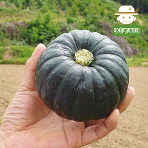 [함평직송] 햇 수확 무농약 미니단호박(밤호박) 보우짱 1kg/2kg/4kg, 1개, 1kg
