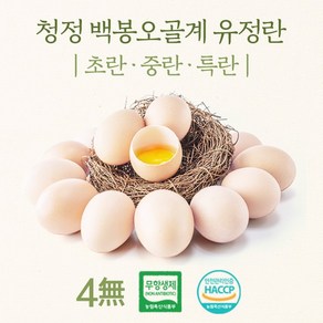 강원도 청정 백봉오골계 유정란 초란 (무항생제 HACCP 인증), 6개