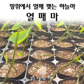 [모종심는아빠] 땅위에서 열매 맺는 하늘마 열매마 모종, 모종, 1개