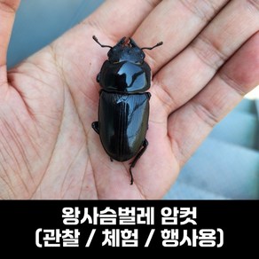 왕사슴벌레 암컷 (관찰 체험 행사용) / 사이즈 45~52mm 랜덤발송, 1개