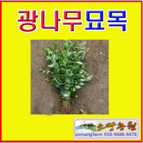 (G소망)광나무묘목 키 1미터 3그루, 3개