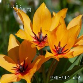 미니 튤립(Mini Tulip-원종) 추식 구근 프레스탄스 쇼군(1set-5구) 금강원예, 1세트