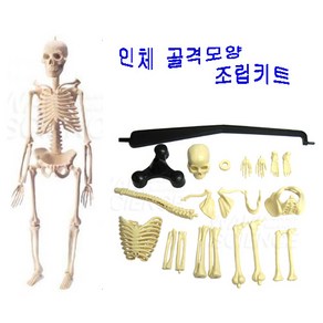 인체골격모형(미니 스켈레톤)(조립식/46cm)