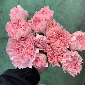 [사직생화] 카네이션 대륜 돈셀 생화 20송이, 1개