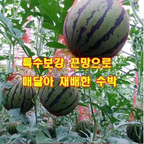 특수보강 (50개 1묶음)50cm 끈이 있는 망 네트망 수박 양파 사과 복숭아 매실망 옥수수 농작물 보호 새그물 구디백 어린이집, 1세트