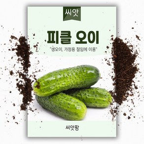 피클 오이 씨앗 50립, 피클오이, 1개