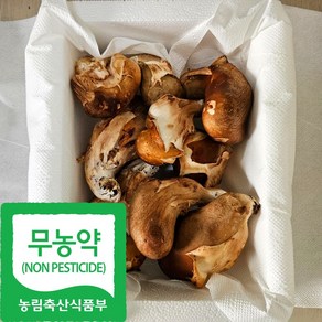 국내산 친환경 참송이 버섯 실속형 가정용, 1박스, 500g