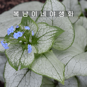 브루넬라 알렉산드리아 [1포트 복남이네야생화 모종 호스타 그라스 bunnea], 1개
