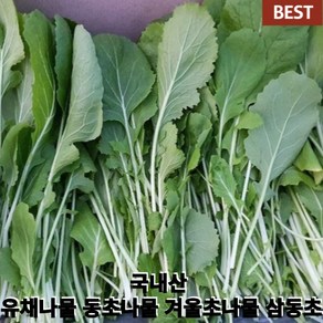 [국내산/국산] 제철수확 유채나물 (중량선택) 싱싱한 유채 동초 나물 시나나빠 겨울나물 겨울초 겨울초나물 겨울 샐러드 셀러드 유채, 1개, 400g