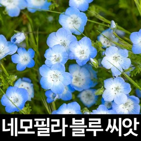 블루 네모필라 씨앗 꽃씨 꽃 종자 야생화 씨 30알, 1개