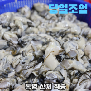 통영 당일조업 생굴 깐굴, 1세트, 통영 당일조업 생굴 3kg