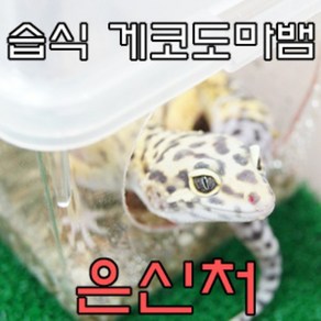 도마뱀 습식 은신처 S 레오파드 게코 은신처