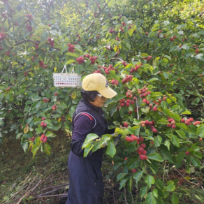 칠북꾸지뽕 - 꾸지뽕 열매만 넣어서 짠 열매진액 꾸지뽕열매즙 엑기스 (꾸찌뽕 구찌뽕), 50개, 130ml