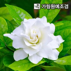 치자나무 가림원예조경, 꽃치자 15cm포트, 1개