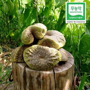 무농약 열매마(넝쿨따라 주렁주렁 열매마)**종자용 구매시 메세지 주세요**, 3kg, 1개