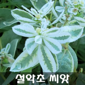 [해피플라워] 설악초 씨앗 50립 / 봄 여름 파종 꽃씨, 1개