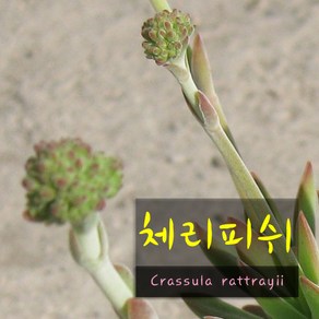 체리피쉬(라트라이) 지름 9cm 소품 다육화분, 1개