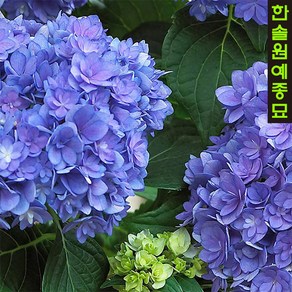 산수국(별수국/가마쿠라수국/투게더) 7치포트