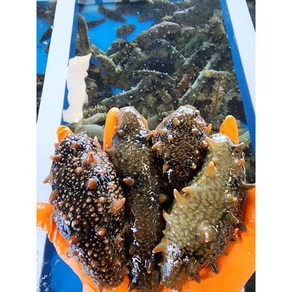 해녀가 채취하는 자연산 제철 활해삼500g, 1개, 500g