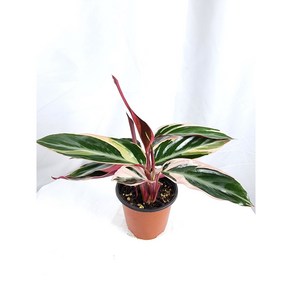 칼라데아 멀티컬러 멀티칼라 Calathea Stromanthe Multicolor 공기정화식물 인테리어 플랜테리어 키우기쉬운식물