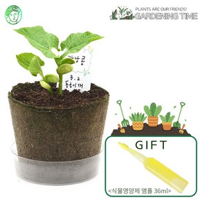 [식물영양제증정]팜팜농장 모종키우기 6종 / 모종심기 씨앗 꽃 체험학습재료 원예체험, 강낭콩