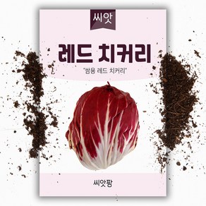 레드치커리씨앗 (900립) / 치커리씨앗, 1개