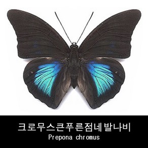 크로무스큰푸른점네발나비표본 Pepona chomus