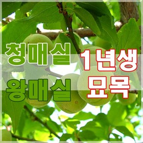 매실나무 묘목 1년생 5주, 왕매실, 1세트