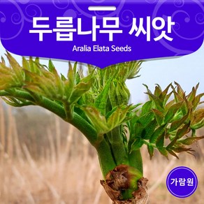 두릅 씨앗 참두릅 종자 두릅나무 씨앗 두릅씨 50알, 1개