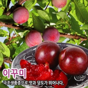 자두나무 묘목 신품종 자두나무, 이쿠미 특상묘, 1개