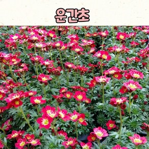 운간초(10센티 화분) 빨강 실내화초 봄꽃화분 모종