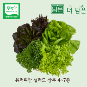 [친환경 무농약] 유럽 샐러드 상추 야채 3~6종 1kg 2kg 로메인 버터헤드 쌈채소 유러피안 샐러드 스마트팜 수경재배 채소