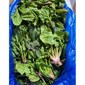 포항초 시금치, 1박스, 1kg
