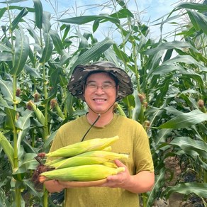 강원도 햇 찰 옥수수 미백 냉동옥수수 (홍천 횡성 영월 정선), 찐냉동옥수수, 15개, 14~17cm내외