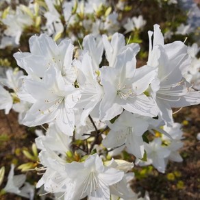 철쭉 묘목 10주 영산홍 베니 자산홍 백철 석암, 5개, 백철(흰꽃)