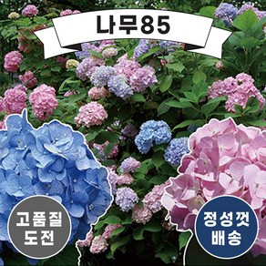 (나무85) 수국 엔들레스썸머 16종 시리즈 중 택1, 16.블러싱브라이드 15mc 포트, 1개