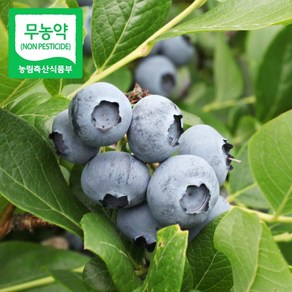 국산 무농약 블루베리 냉동 산지직송, 1박스, 블루베리(냉동) 왕품 1kg