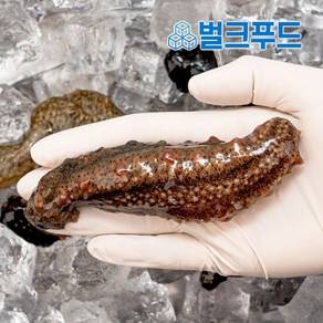 통영 자연산 해삼 500g 산지직송, 1개, 단품