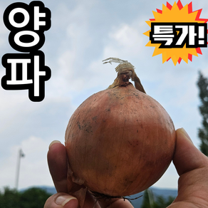 무안양파 국내산 햇양파 단단하고 속이 꽉찬 신선한 국산양파, 중소, 1개, 2kg