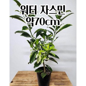 공기정화 실내식물 파고라골드 워터자스민 (약70CM) 실내공기정화식물 반려식물 파릇파릇 인테리어식물, 1개