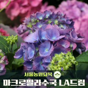 서울농원묘목/마크로필라수국 묘목 LA드림 니코블루 프린세스다이애나 포트묘 베란다정원 가드닝 원예